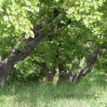 Trees