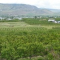 Orchard Views