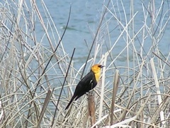 Yellow Headed Blackbird