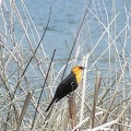 Yellow Headed Blackbird
