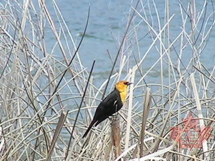 Yellow Headed Blackbird