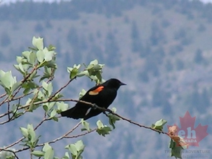 Redwinged Blackbird