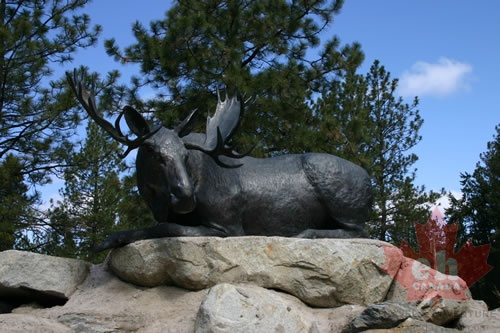 Moose Statue