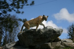 Cougar Statue