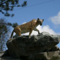 Cougar Statue