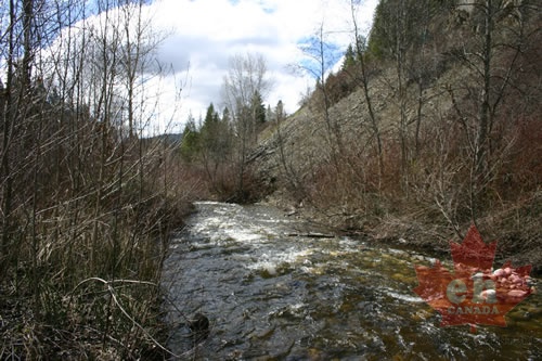 Jolly Creek