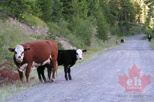 Free Range Cows