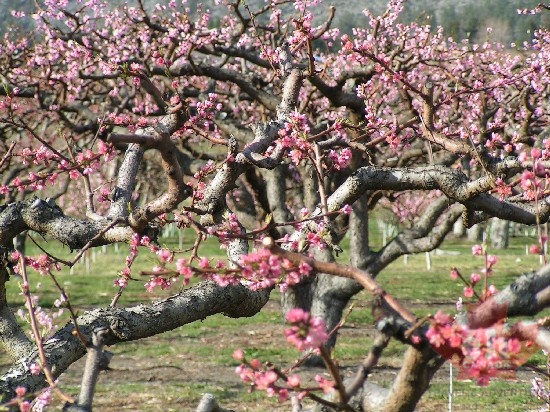 Blossoms