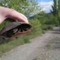 Painted Turtle