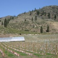 Orchards
