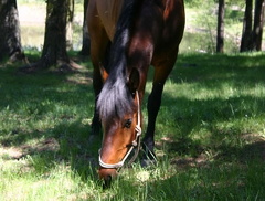 A Campers Pet