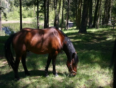 Horseback Riding
