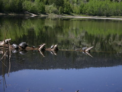 Painted Turtles