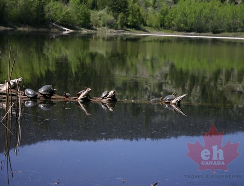 Painted Turtles