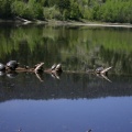 Painted Turtles