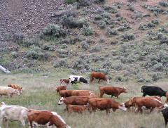 Cattle Drive