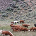 Cattle Drive