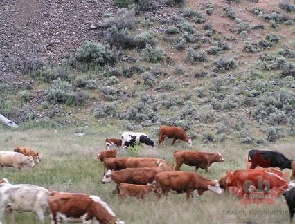 Cattle Drive