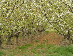 Orchard Tunnel