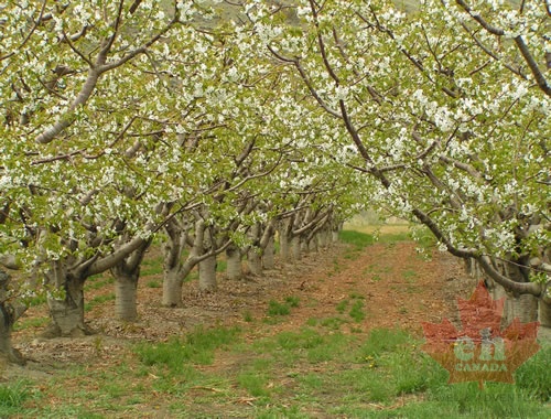 Orchard Tunnel