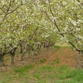 Orchard Tunnel