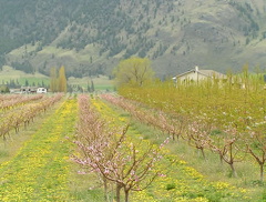 Orchards of Keremeos