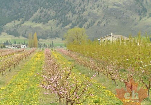 Orchards of Keremeos
