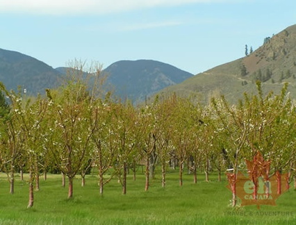 Orchard Blues