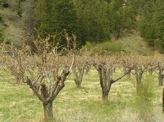 Olalla Orchards