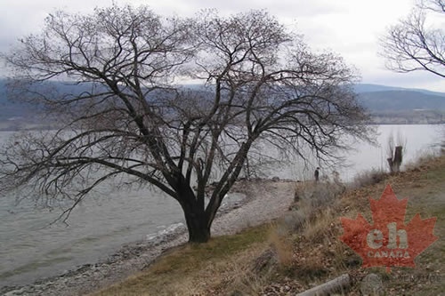 Shoreline