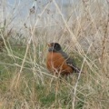 Wildlife