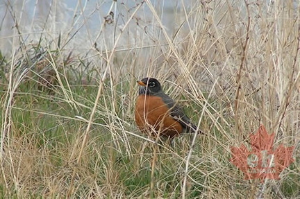 Wildlife