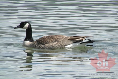 penticton_20050417_004_55_canada_goose.jpg