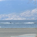 Water Skiing