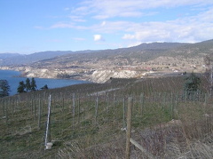 penticton_orchards_wineries_march04_001.jpg