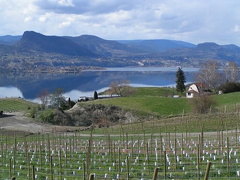 Lakeside Vineyards