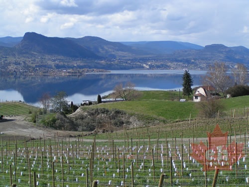 Lakeside Vineyards