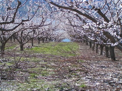 Pink Blossoms