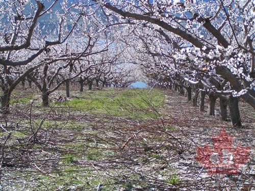 Pink Blossoms