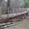 Tree Bridge