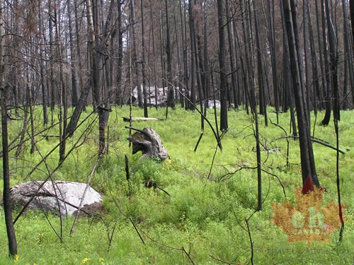 Okanagan Mountain Park