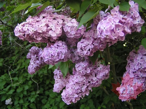 Lilac