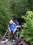 Tree Bridge