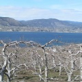Orchard