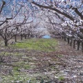 Rows of Blossoms