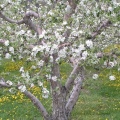 White Blossoms