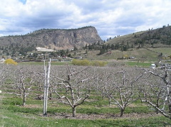 Orchard Views