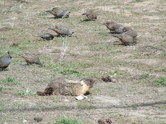 Marmot and Birds