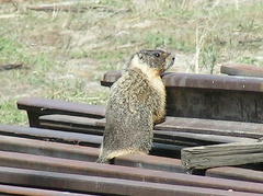 Marmot