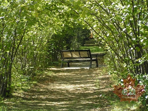 Green Tunnel and Bench